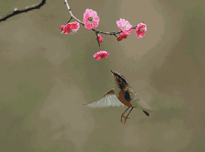 3204574382e7d92b6050e28eb083b080_t0130027f4719e96b41.gif