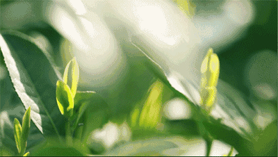 081a8fd42db8e7426a5c1d01cc948533_t01f4d334ef0b87801b.gif