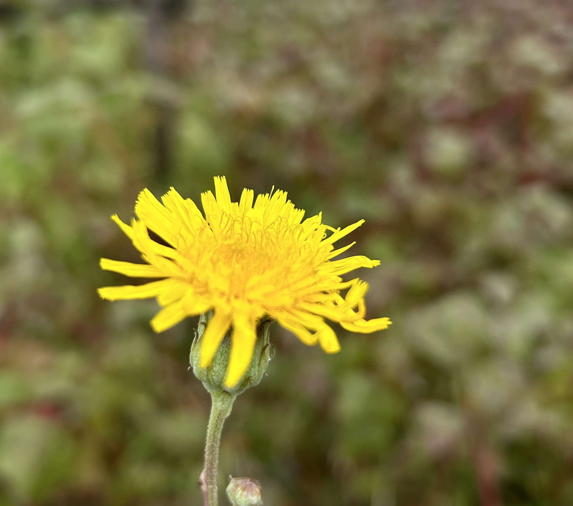 IMG_9421.jpeg