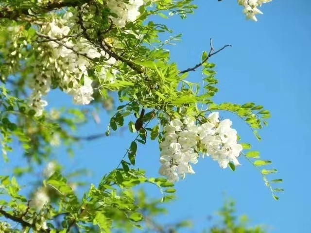 洋槐花美食